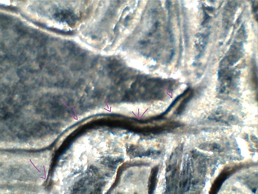 1994-P-Quarter-DDR-Discovery-Coin