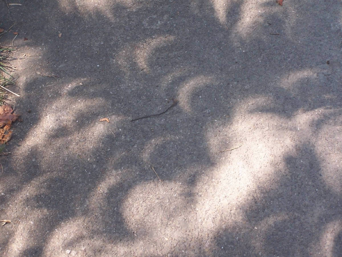 Solar-Eclipse-Coin-Errors