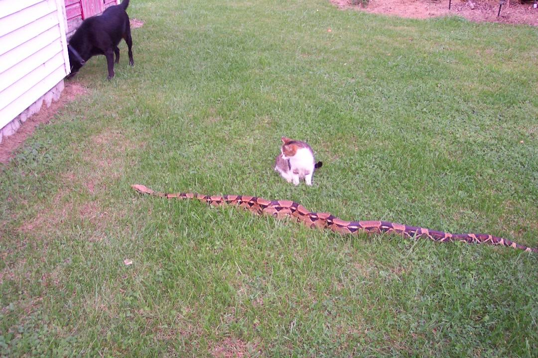 Post-Your-Coins-And-Medals-Featuring-A-Snake.