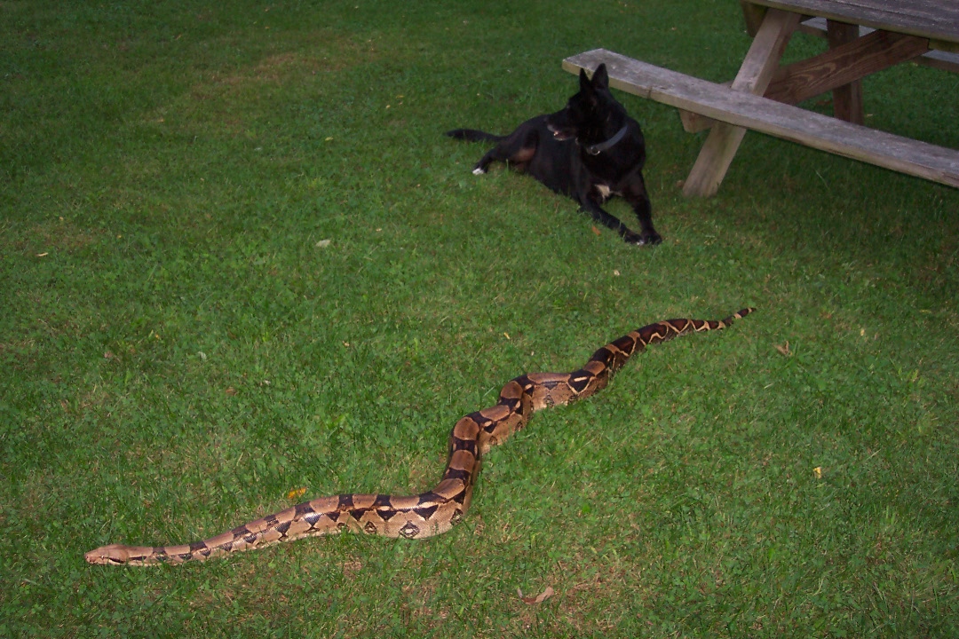 Post-Your-Coins-And-Medals-Featuring-A-Snake.
