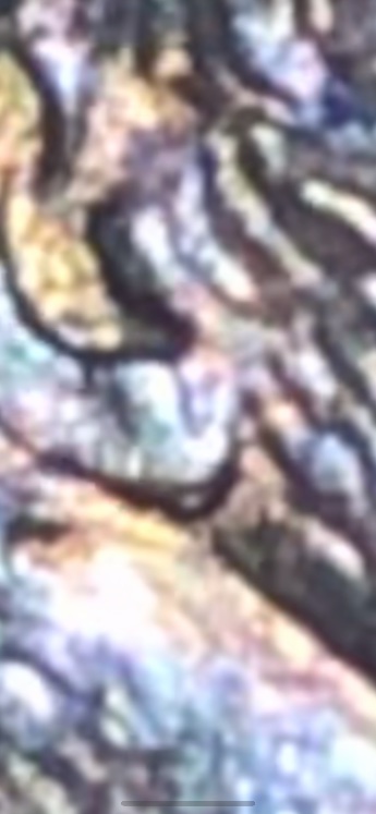 1997-Double-Ear-Penny?