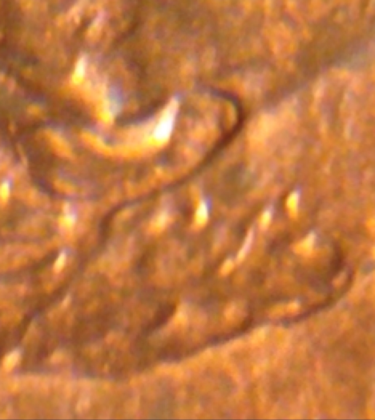 Is-This-A-Possible-1984-Double-Ear?