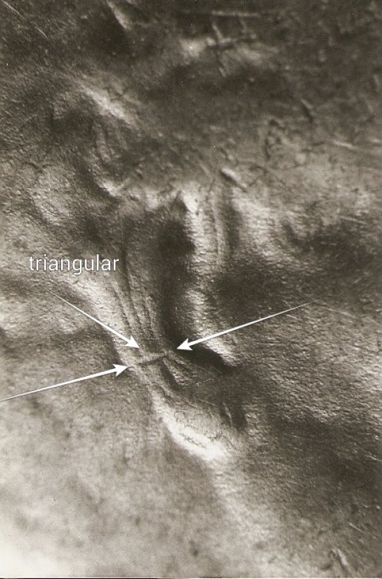 This-May-Be-The-4th-1958-WDDO-001?