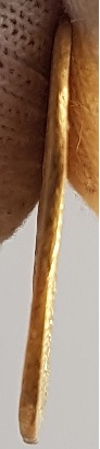 Fake-Solidus--Yes-Or-No?-What-Do-You-Think?