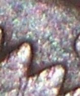 1900-D-Indian-Head-Penny