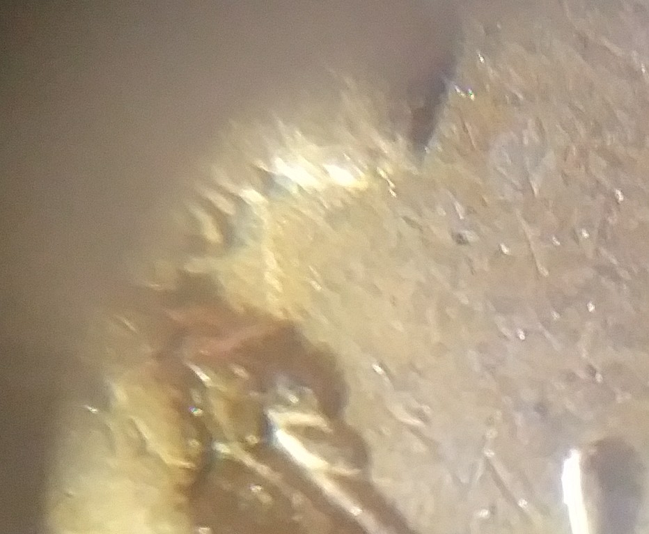 1909-P-LWC-VDB-DDR?