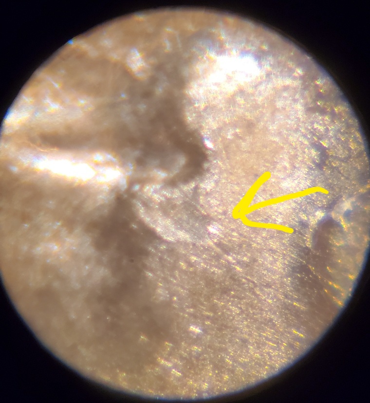 1955-D-LWC-With-Extra-Eyelid