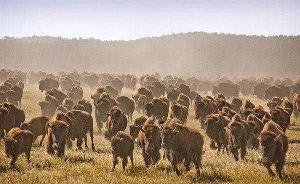 The-23-Days-Of-Buffalo-Nickels-Ii