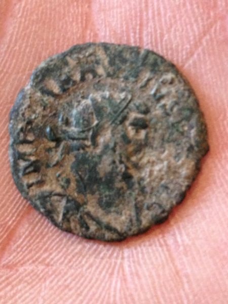 My-Friends-Carausius