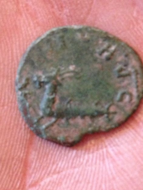 My-Friends-Carausius