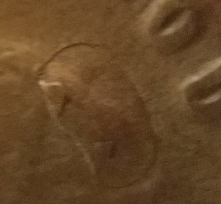 1955-Wheat-Penny-Error-On-Lincolns-Head?