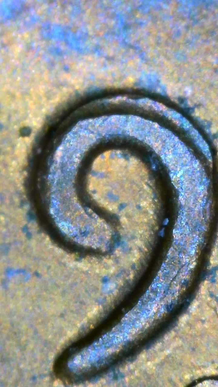 1968-S-Penny-DD?-Maybe.