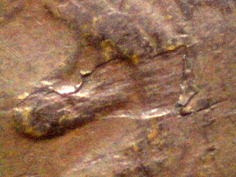 1909-S-Indian-Head-Cent-W/Lamination?