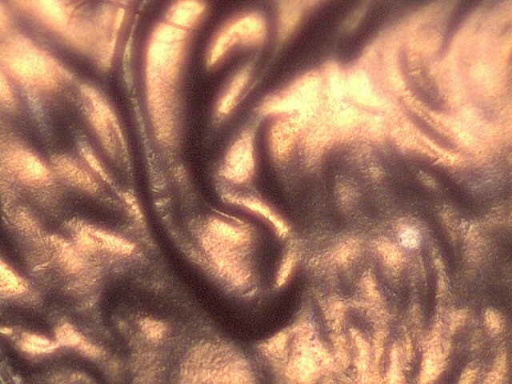 1997-Doubled-Ear