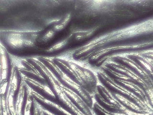 1997-Nickel,-Doubled-Die?