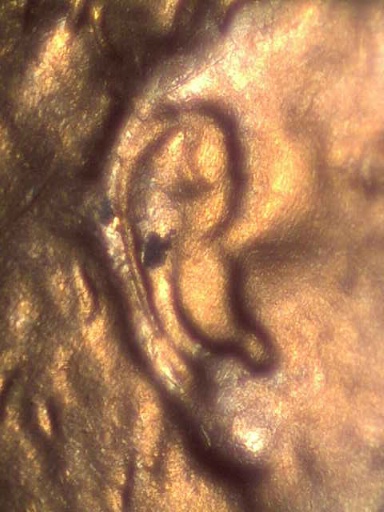 1944-Lincoln-Wheat-Cent-DDO?