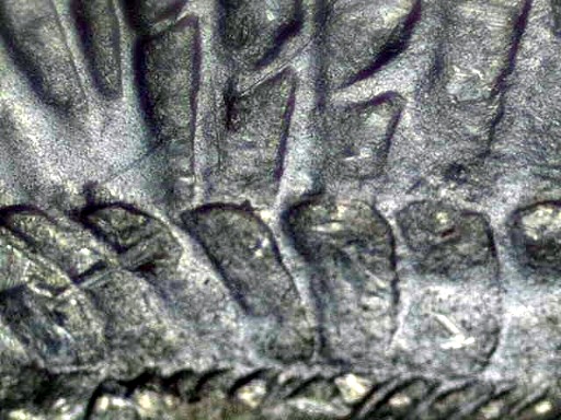 1878-P,-Paf