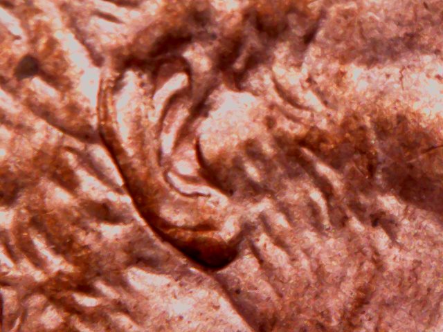 1997-D-Lincoln-Penny-Doubled-Ear
