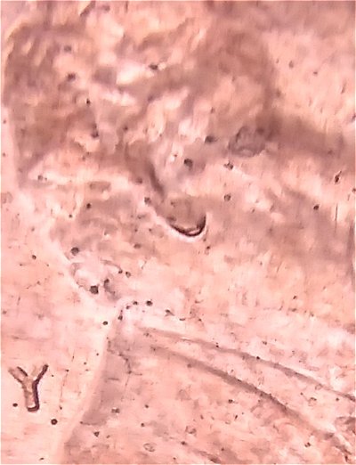 2020-Lincoln-Cent-Ear-Error?