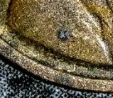 1919-P-Wheat,-Missing-VDB-Initials