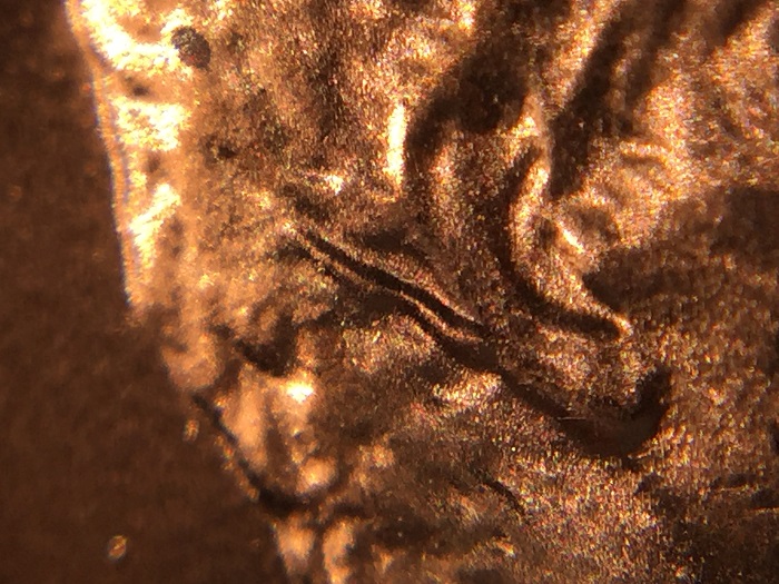 1984-Lincoln-Ear-Error?