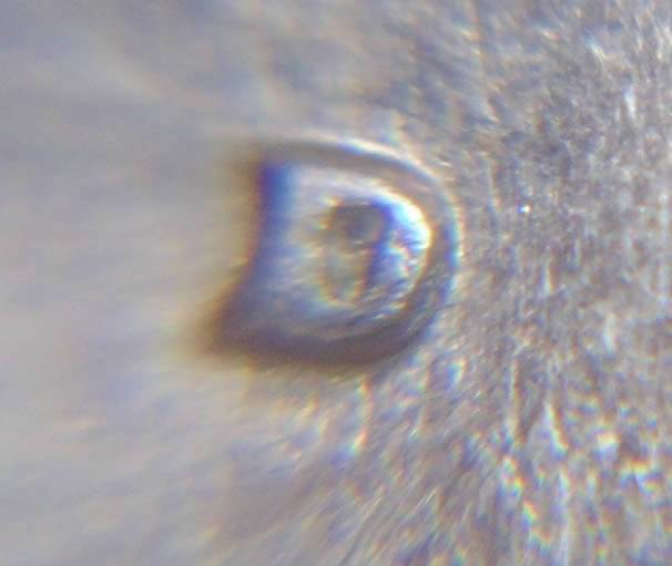 1972-D-Kennedy-Half-Possible-OMM.