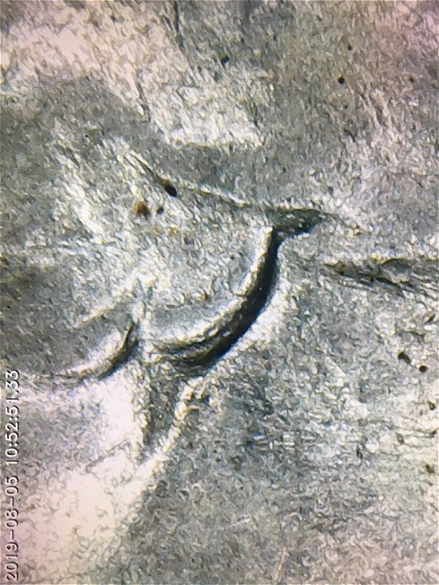 1944-S-Quarter,-Double-Ear?