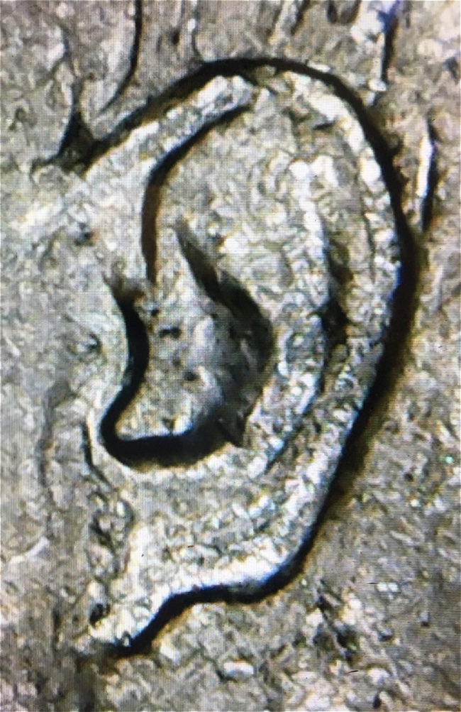 1964-P-Kennedy-Half,-What's-Up-With-The-Ear?