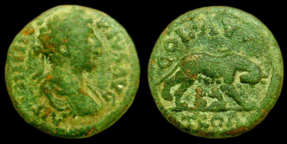 My-First-Animal-On-A-Coin.