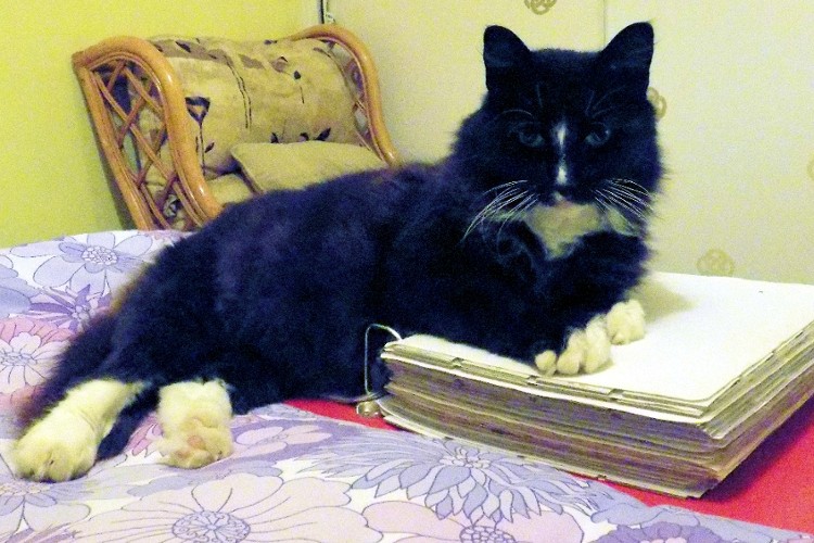 So,-My-Cat-Found-My-Large-Cents-And-Seated-Dollars...