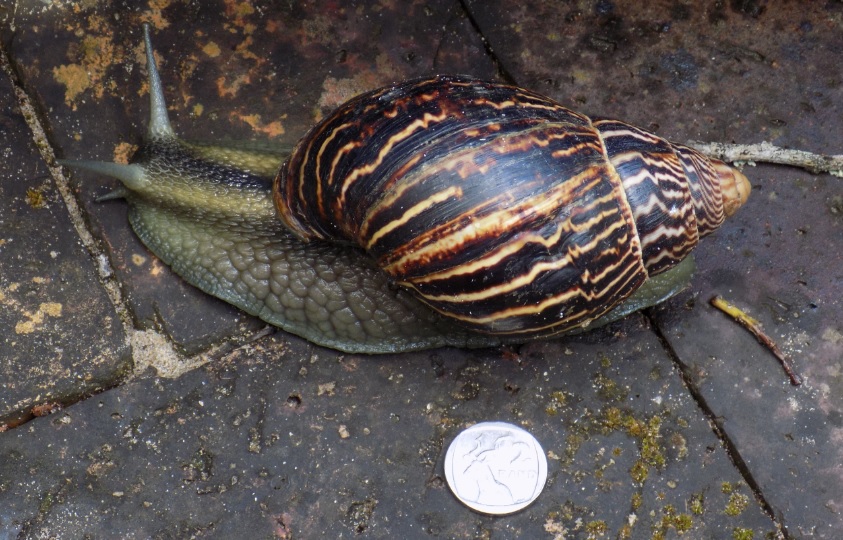 Post-Your-Coins-Representing-The-Animal-Kingdom.