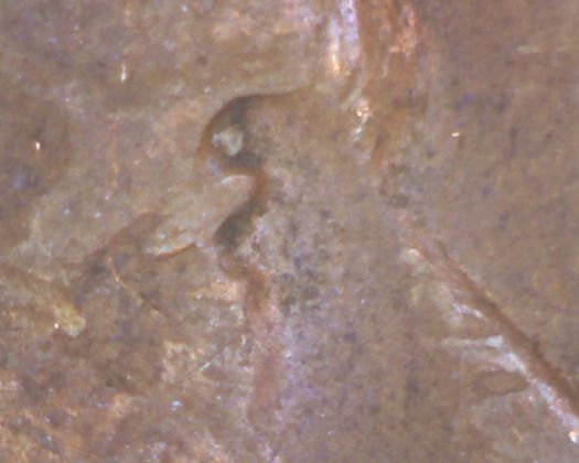 1945-S-Lincoln-Wheat-Cent--W/-Odd-Planchet-Error-&-DDO