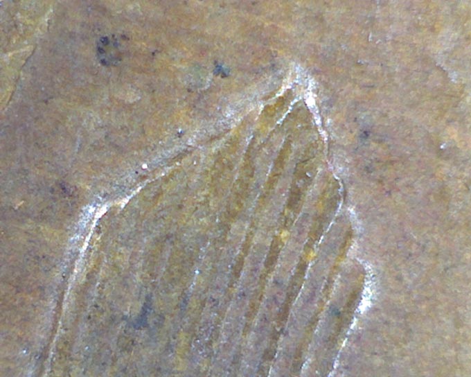 Help-With-1944-P-Lincoln-Wheat-Cent-DDO-#1-?