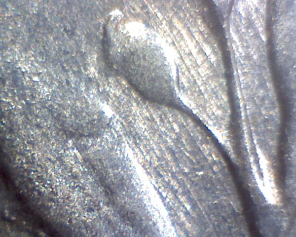 1955-S-Roosevelt-Dime-W/-REV-Error?