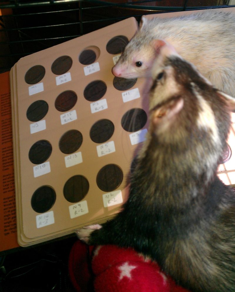 Are-You-Squirreling-Away-Classic-Coins?