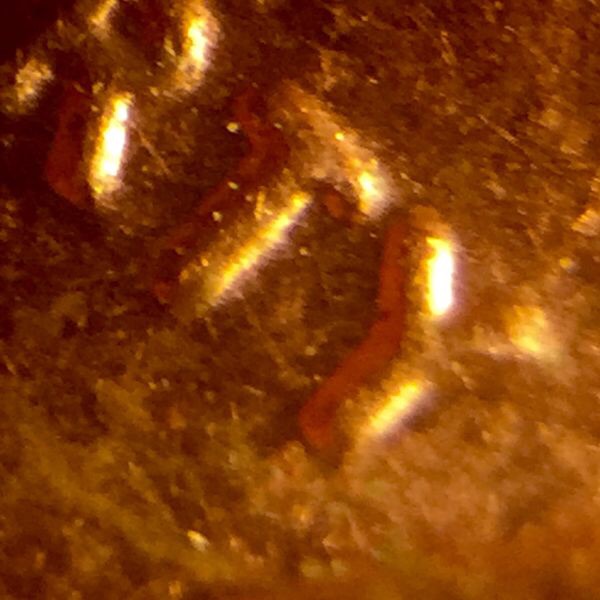 1983-Fs101?