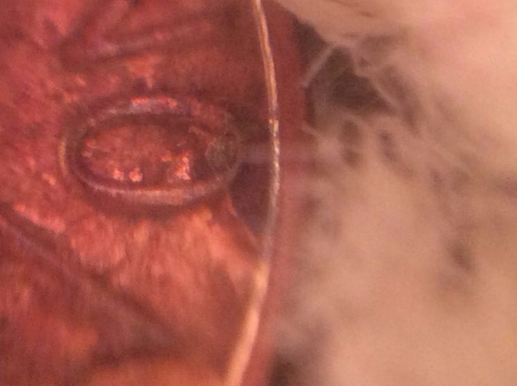 Is-This-From-Someone-Squeezing-Something-On-This-Penny