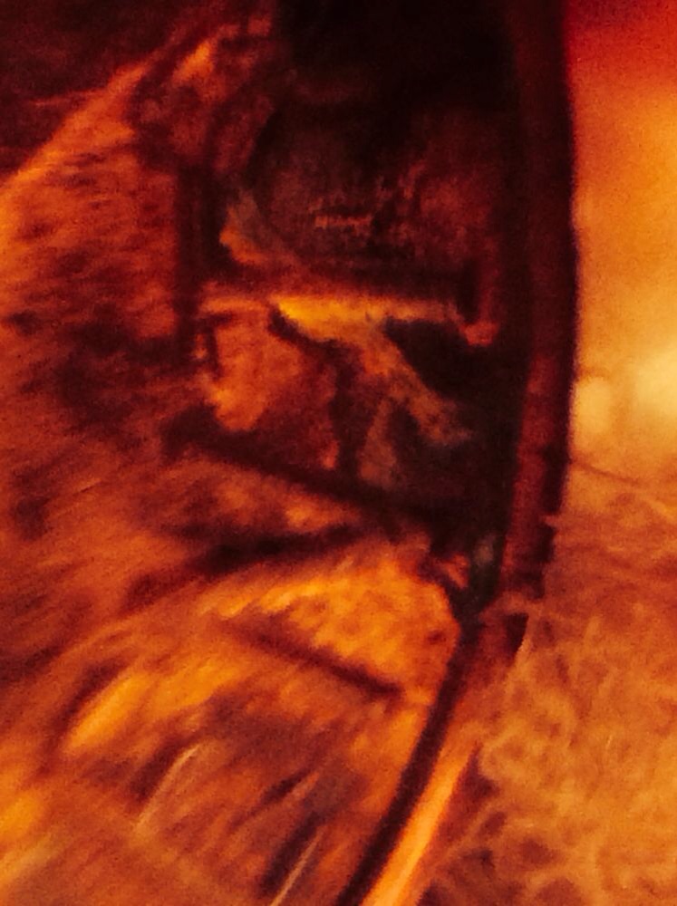 Is-This-From-Someone-Squeezing-Something-On-This-Penny