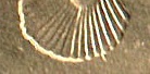Name-That-Coin.--Daily-Coin-Snippet.