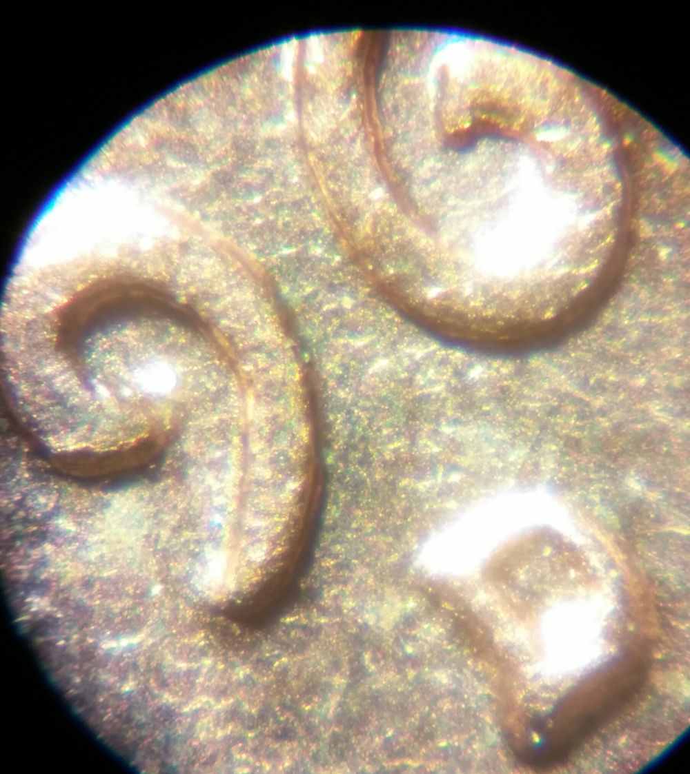 1960-D-LMC-Wexler-Varieties?-WDDO-001?