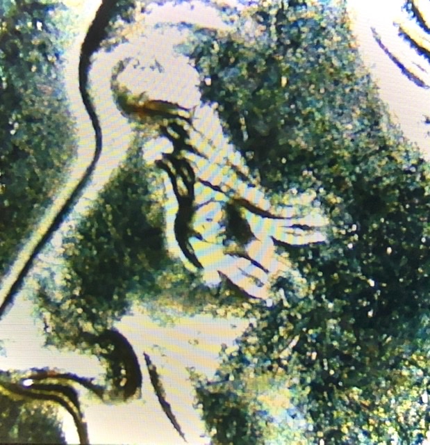 1989-DDO-Double-Nose-And-Eye.