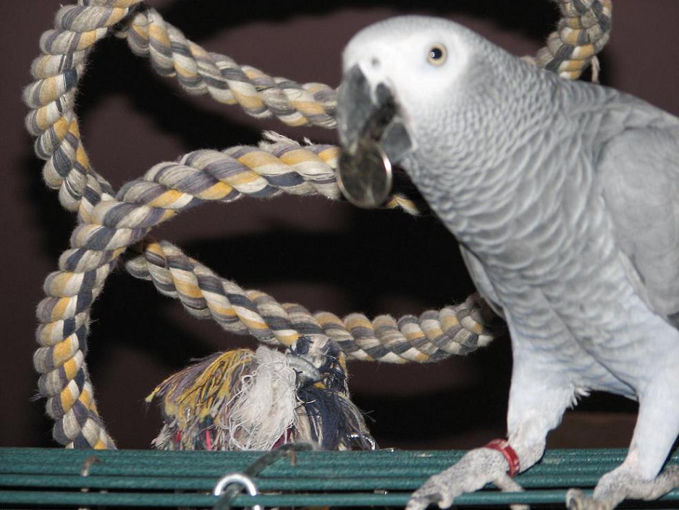 Coin-Thief---Well...-Borrower