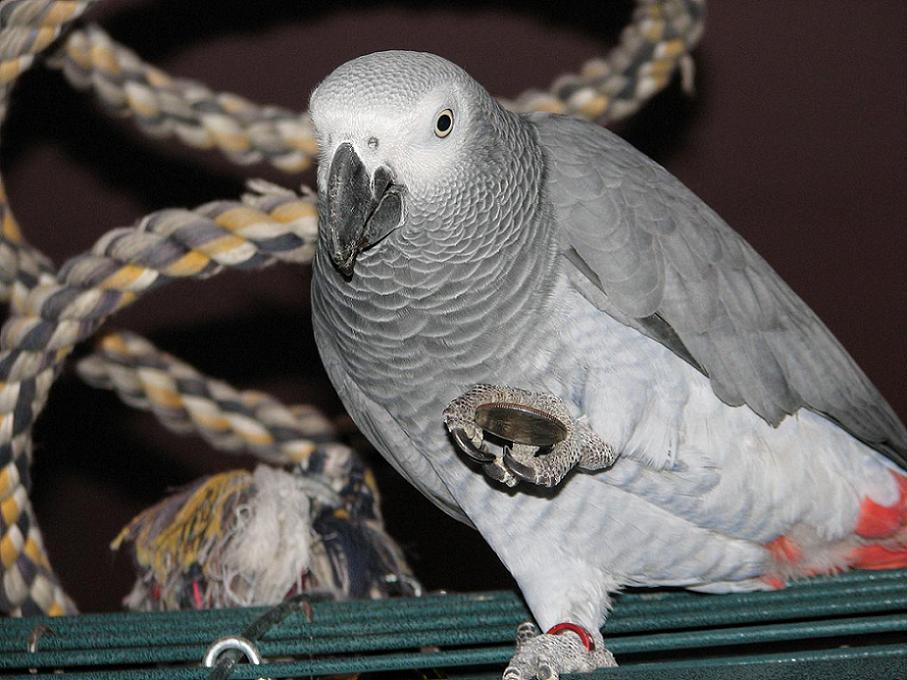Coin-Thief---Well...-Borrower