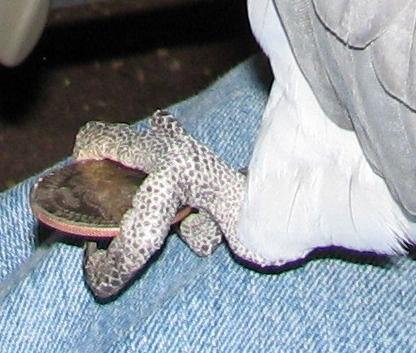 Coin-Thief---Well...-Borrower