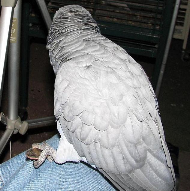 Coin-Thief---Well...-Borrower