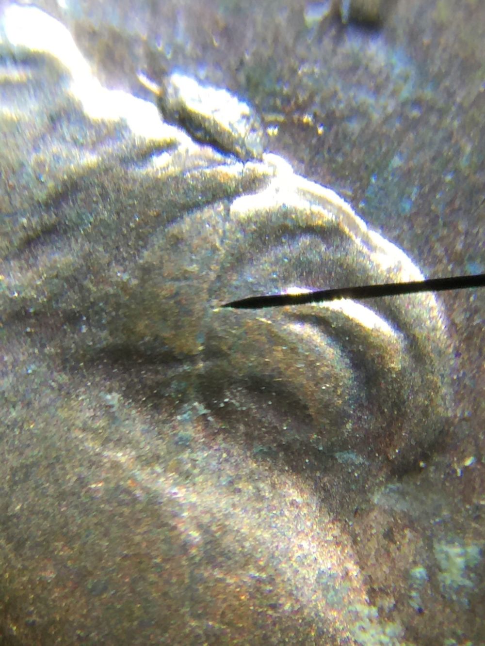 5-Inner-Die-Breaks-And-One-Retained-Cud