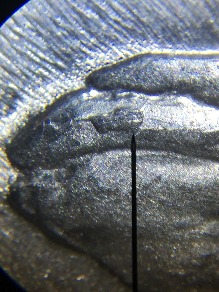 4--Shawnee-Quarters-All-Different-Idb-None-I-Found-On-Coc