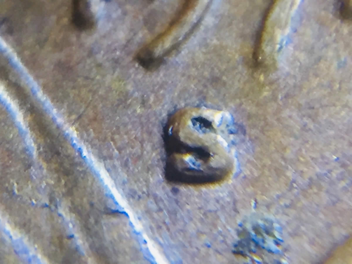 1974-S-LMC-Mintmark-Error?