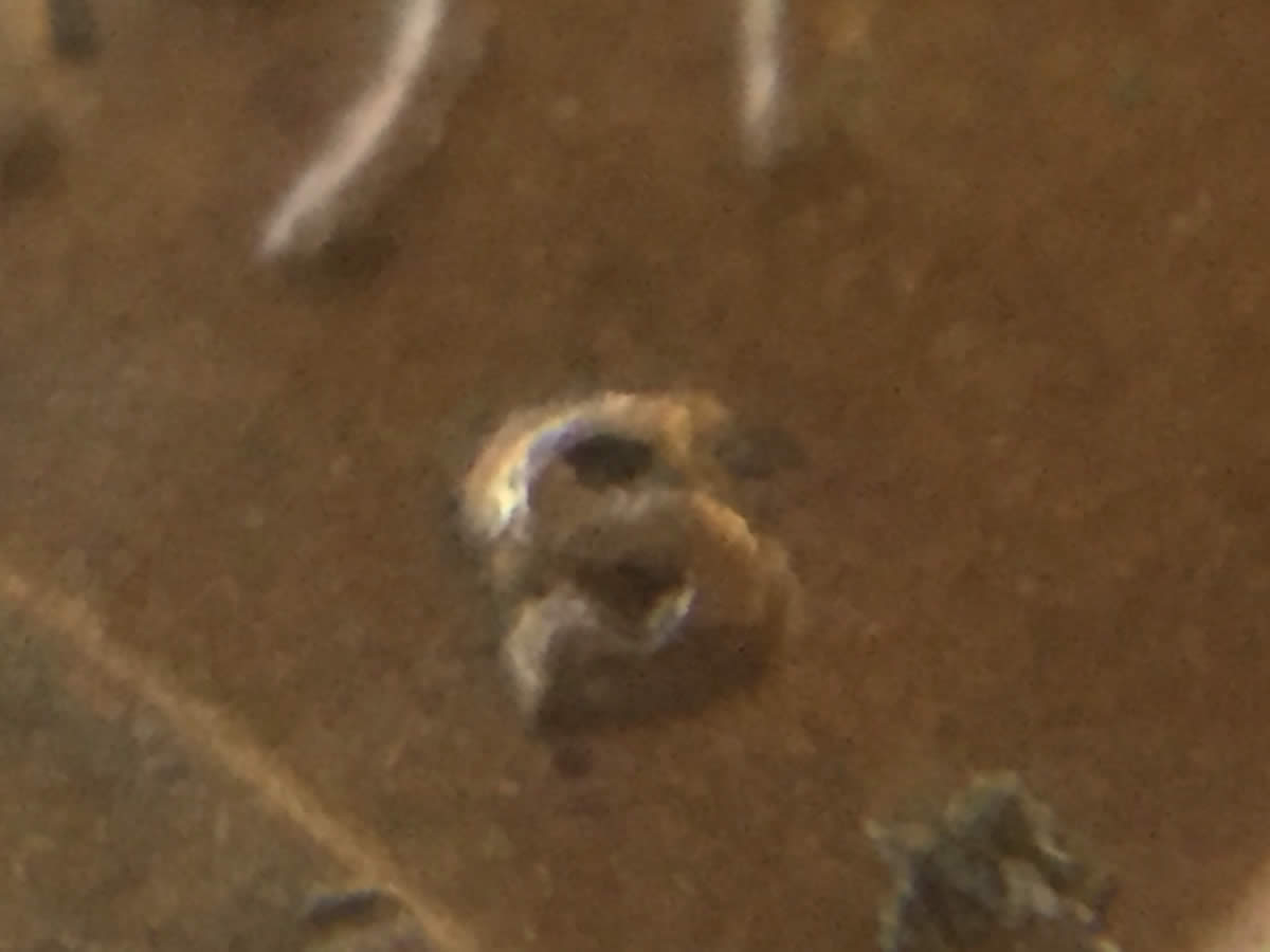 1974-S-LMC-Mintmark-Error?
