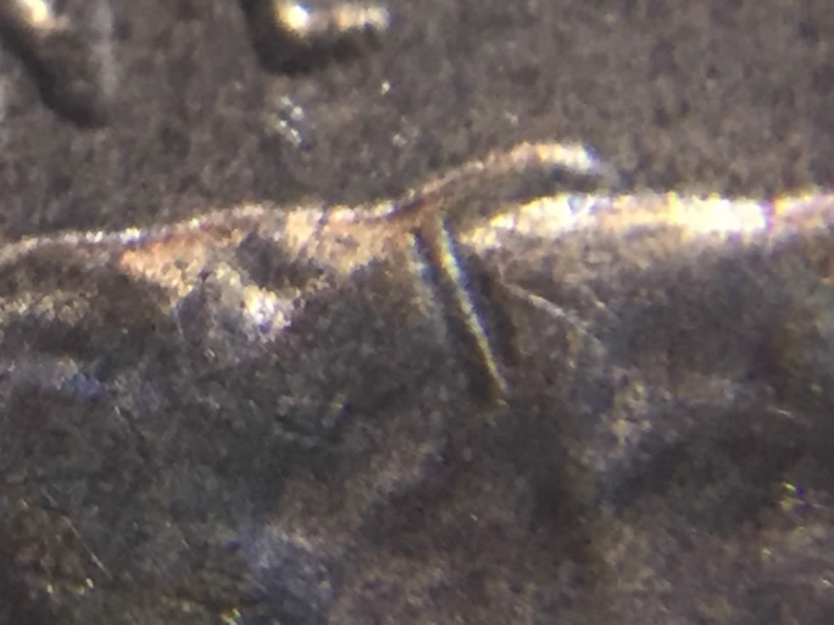 2015-D-LSC-Hair-Error?